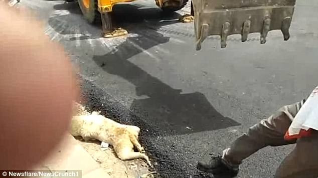 Chú chó chết thảm vì bị vùi nửa thân mình trong lớp đường nhựa | Báo Tri  thức và Cuộc sống - TIN TỨC PHỔ BIẾN KIẾN THỨC 24H