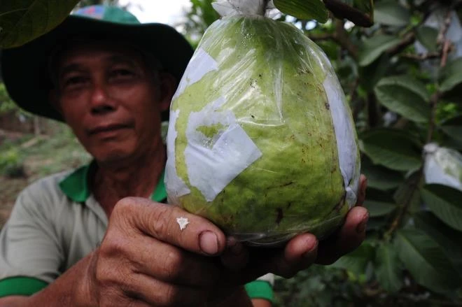 Đã mắt với vườn ổi quả nặng tới 1,5kg của lão nông
