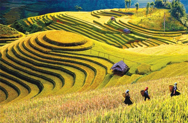 Khám phá ruộng bậc thang Mù Cang Chải đẹp mê hồn 
