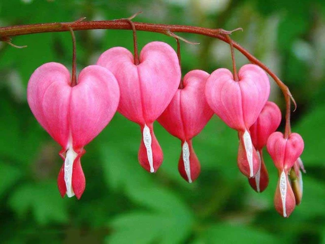 Tại sao người miền Nam gọi hoa là bông?