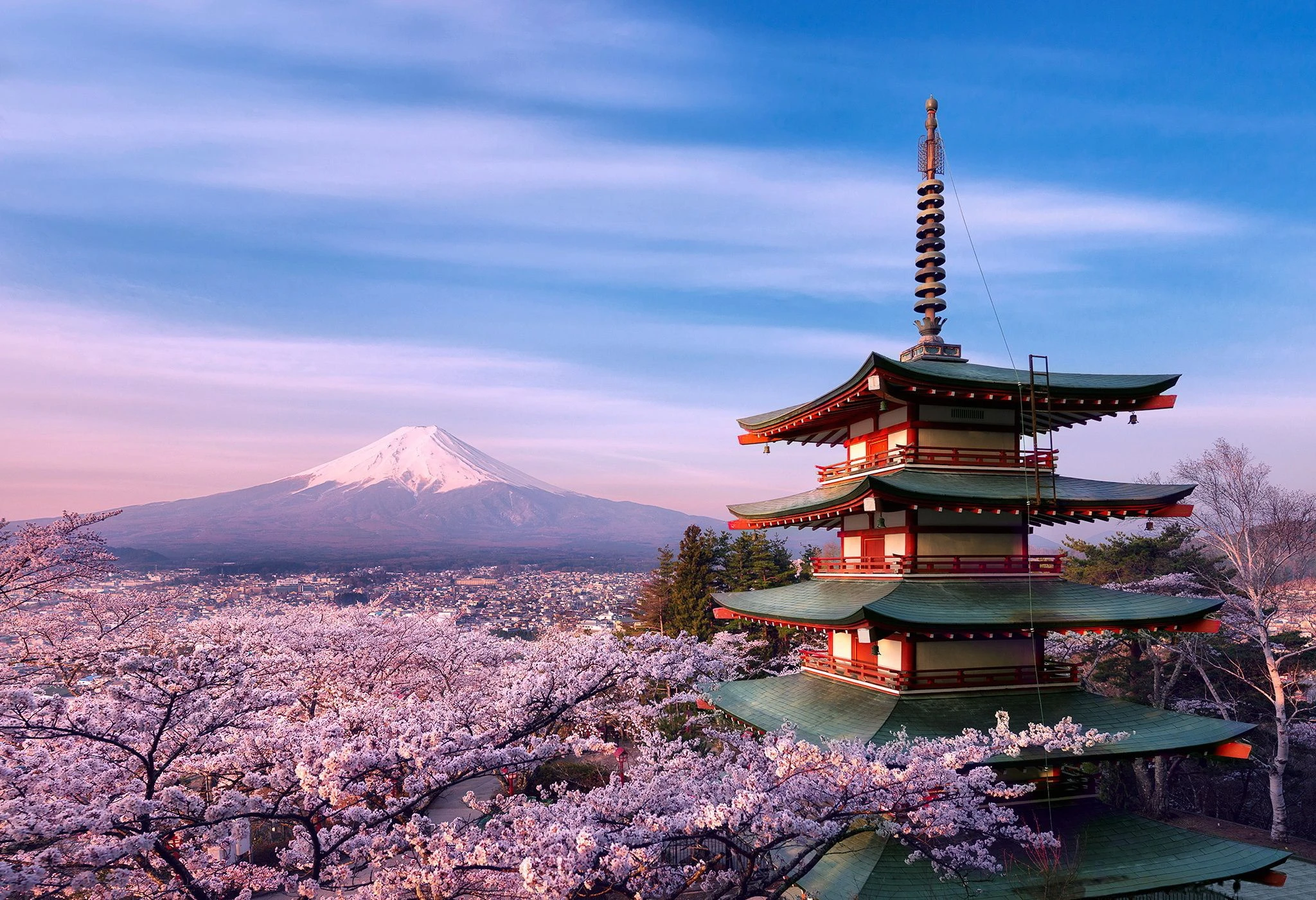 Vì sao người Nhật Bản gọi hoa anh đào là Sakura?