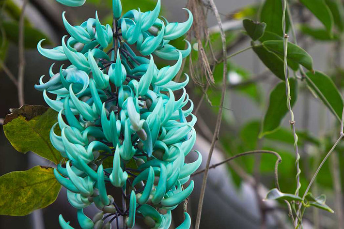 Hoa móng cọp có tên khoa học là Strongylodon macrobotrys, nguồn gốc tại các khu rừng nhiệt đới ở Philippines. Hoa mọc thành chùm, có thể dài tới 3m.