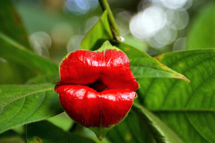 Psychotria elata, hay còn được gọi là Hooker’s Lips (hoa môi), là loài cây bụi được tìm thấy trong rừng tại các nước thuộc vùng nhiệt đới ở châu Mỹ như Costa Rica và Colombia. Psychotria elata gây ấn tượng bởi hình dáng hệt như đôi môi của người thiếu nữ.