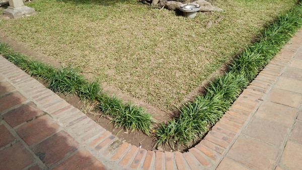 Khu vực cỏ bị giẫm đạp không thể phát triển xanh, đều giống như những chỗ khác.