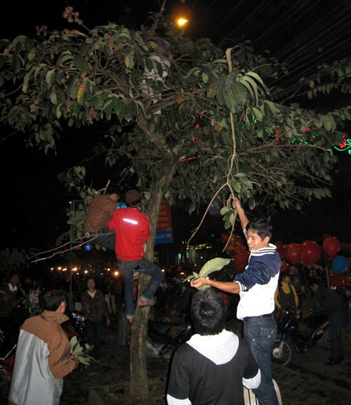 2. Bẻ cây, hái lộc xuân. Hình ảnh thanh niên tranh nhau trèo lên cây trồng ở nơi công cộng bẻ hết cành lá trong đêm giao thừa để tượng trưng cho việc "hái lộc" từ lâu đã gây nhiều bức xúc.