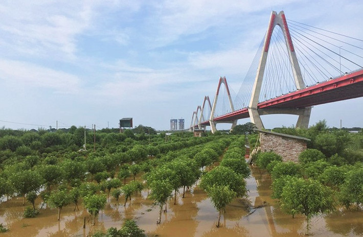Lý do khiến các gốc đào ở Hà Nội ngập sâu do nước sông Hồng dâng lên cao cùng với việc thủy điện Hòa Bình (tỉnh Hòa Bình) xã lũ.