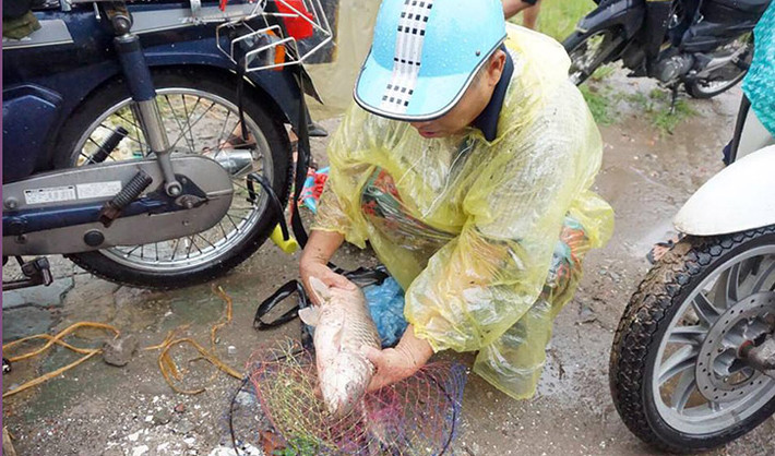 Nhiều con cá lớn bị người dân bắt được ở sông Kim Ngưu. Một số người bắt cá ở đây cho biết, nếu không bắt những con cá này đi thì sớm muộn chúng cũng bị chết vì nước ô nhiễm.