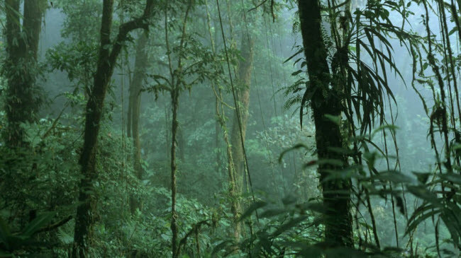 Khu bảo tồn thiên nhiên Monteverde Cloud, Costa Rica: Môi trường ẩm ướt ở đây là điều kiện sống lý tưởng dành cho một số loài chim, thú và côn trùng vùng nhiệt đới.