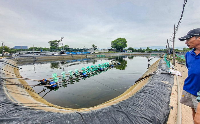 Bên trong dự án Khu nghỉ mát Hoàng Gia có 8 hộ dân chung vốn nhau thuê đất, đào 6 đầm lớn, 4 đầm nhỏ để nuôi tôm thẻ chân trắng. (Ảnh: Zing).