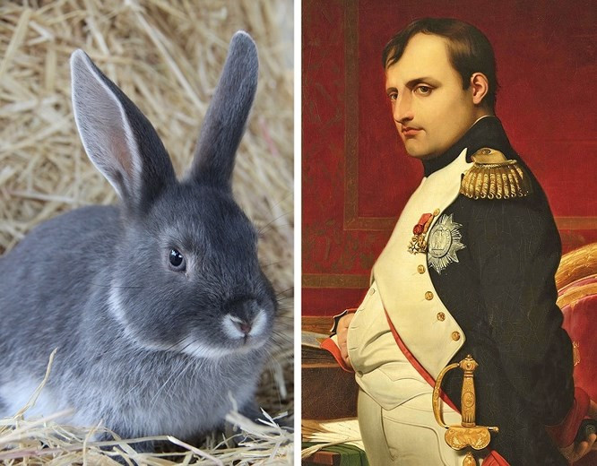 5. Hoàng đế Napoléon từng bị tấn công bởi thỏ: Ít ai biết được rằng, hoàng đế Napoleon Bonaparte chinh phục được nhiều vùng đất trên thế giới bách chiến bách thắng nhưng từng bị đàn thỏ tấn công khi đi săn năm 1807.