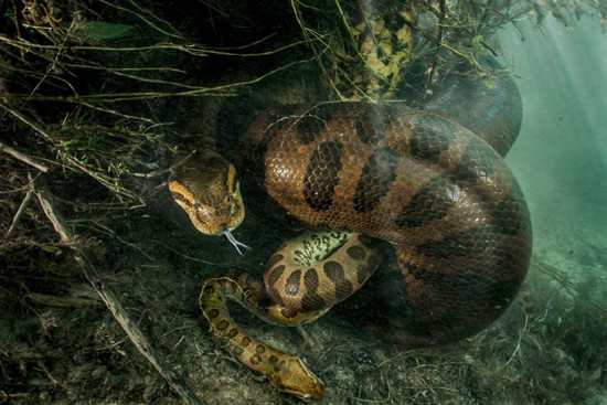 Trăn xanh Anaconda là một chi rắn khổng lồ sống trong lưu vực sông Amazon. Một con trăn Anaconda trưởng thành có thể dài tới 9m và nặng 550kg. Loài trăn này rất thích sống dưới nước, hoặc ẩn náu trong các đầm lầy, sông và rừng rậm của khu vực Nam Mỹ.