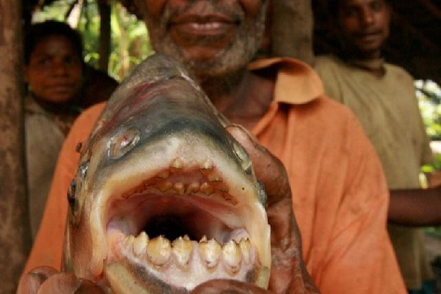 Payara là loài cá săn mồi vô cùng dữ tợn. Một con cá pacu trưởng thành có thể dài tới 90cm và nặng tới 25kg.