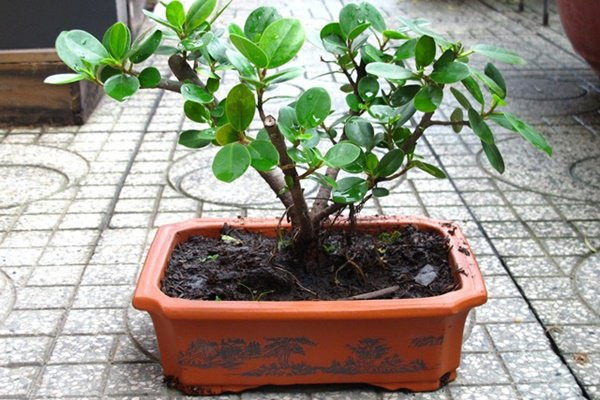 Cây đa bonsai: Cây đa thường có rễ rất to, thô và điều này trong phong thủy bị coi là gây mất cân bằng cho ngôi nhà của bạn, gây ảnh hưởng tới việc làm ăn, sức khỏe của những người sống trong nhà.