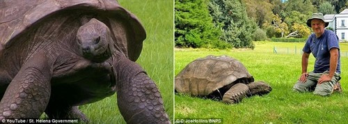 Việc này không phải vì lý do y tế, mà được thực hiện để chào đón một thành viên hoàng gia tới thăm St. Helena vào tháng 5, khai trương sân bay mới.