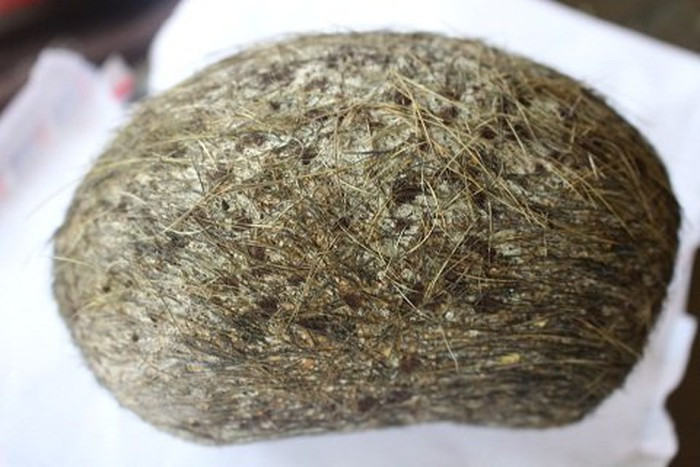 Bà Mai đã đem vật trong bụng con lợn đi rửa sạch và gác lên cho khô, một lúc sau vật đó tỏa ra một mùi thơm rất dịu nhẹ, có vị giống với thuốc Bắc. Khi người thân lên mạng tìm thông tin thì thấy vật lạ này giống "cát lợn", bán giá hàng tỷ đồng.