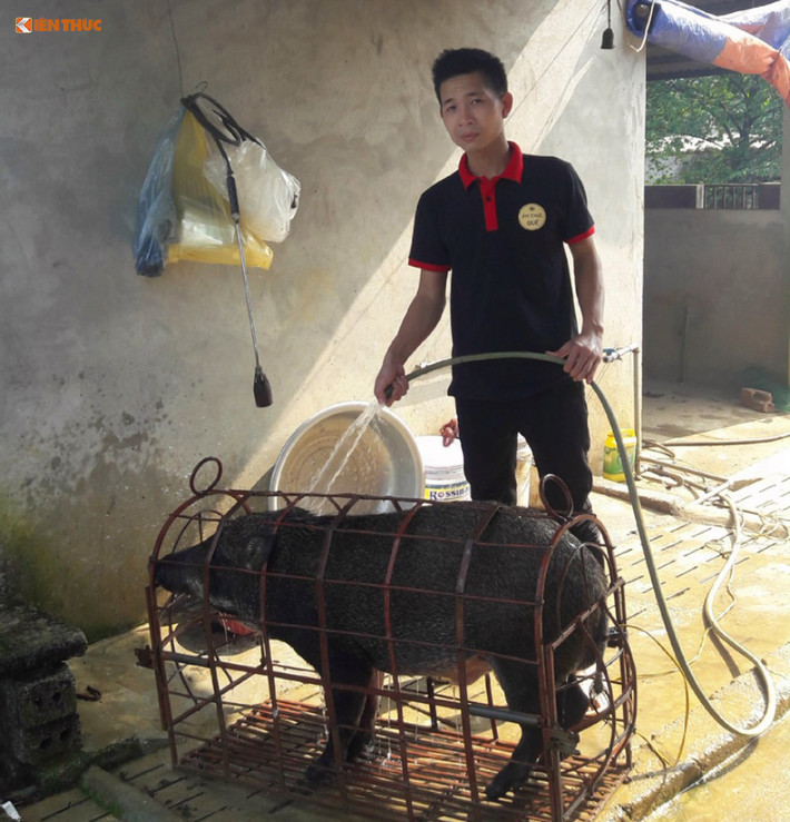 Bị ám ảnh với thực trạng thực phẩm bẩn tràn lan trên thị trường, chàng trai 9x quê Nam Định - Nguyễn Xuân Bản đã khởi nghiệp với mô hình chăn nuôi lợn rừng online.