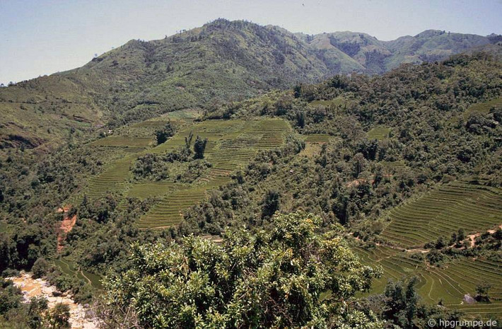 Ruộng bậc thang Sa Pa.