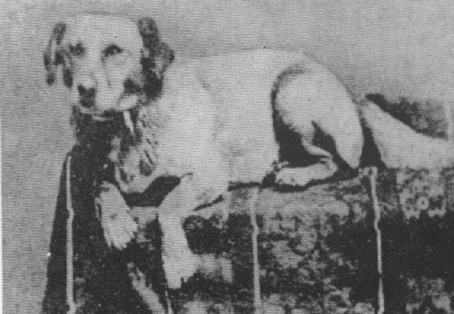 Bức ảnh Đệ nhất thú cưng đầu tiên - chú chó Fido của Tổng thống Abraham Lincoln năm 1861.