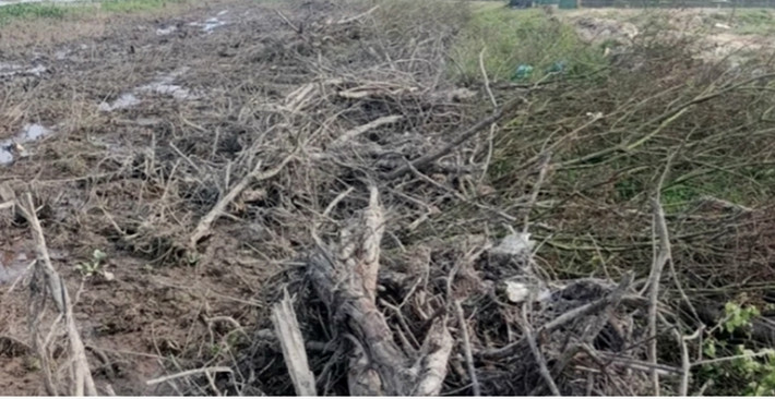 Đây là những cây rừng nằm trong diện tích rừng ngập mặn được trồng trên địa bàn. Nhận được tin báo, các lực lượng liên quan đã khẩn trương lập biên bản hiện trường. (Ảnh: VTC News).