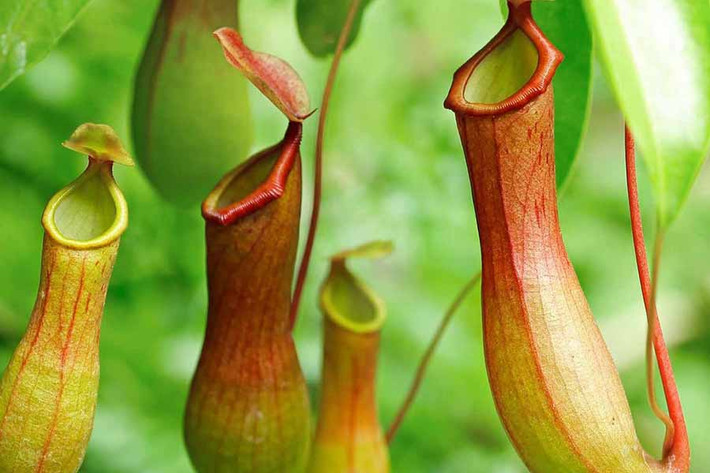 Cây nắp ấm có tên khoa học là Nepenthes, thường sống trong môi trường ẩm ướt, đặc biệt là khu vực rừng nhiệt đới ẩm ở Đông Nam Á.