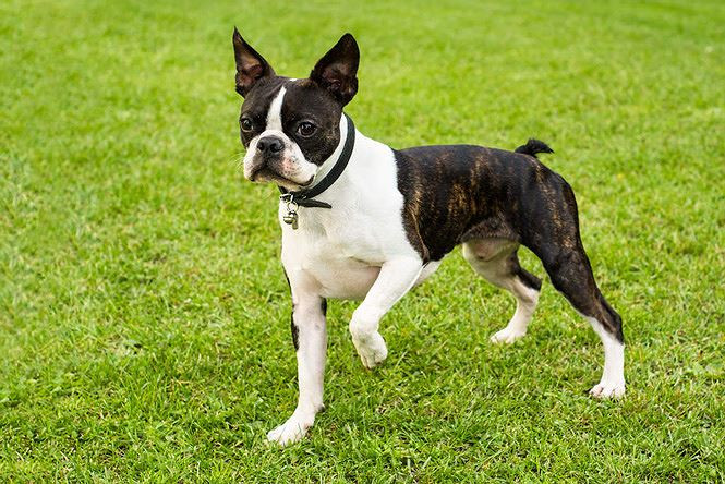 9. Chó sục Boston. Cân nặng trung bình: 4,5-11kg.