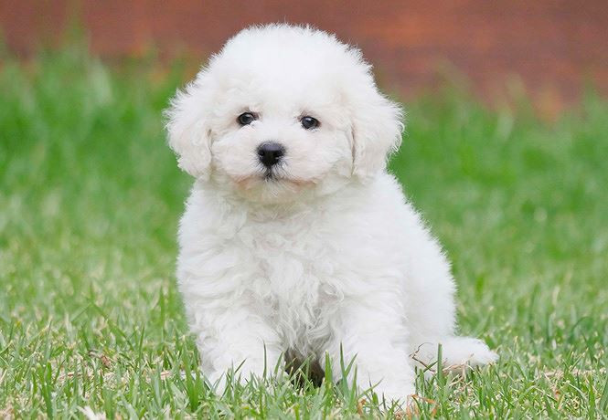 8. Chó Bichon Frise. Cân nặng trung bình: 5-10kg.