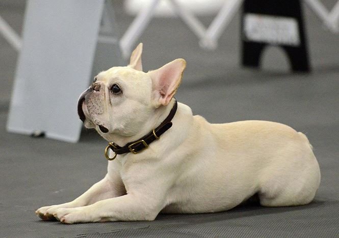 10. Chó Bulldog Pháp. Cân nặng trung bình: 9-12kg.