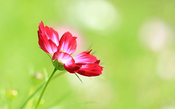 Sau khi trưởng thành, người sinh tháng này thường thành đạt trong sự nghiệp. Sau tuổi 40, họ nắm trong tay tiền bạc, quyền lực, trở thành chỗ dựa của cha mẹ lúc về già.
