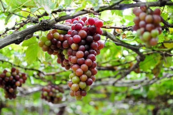 Hơn nữa, khi lớn lên, trẻ sinh vào tháng này thường học hành giỏi giang, thành đạt trong sự nghiệp và trở thành niềm tự hào của gia đình, dòng họ.