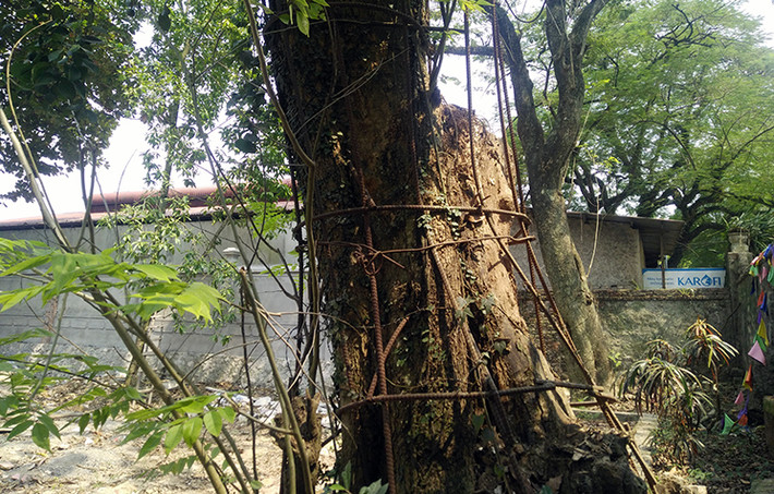 Hiện nay, cây sưa có hiện tượng khô một phần gốc khiến nhiều người dân địa phương lo lắng nên đã đề xuất lên TP Hà Nội được bán đấu giá cây sưa này.