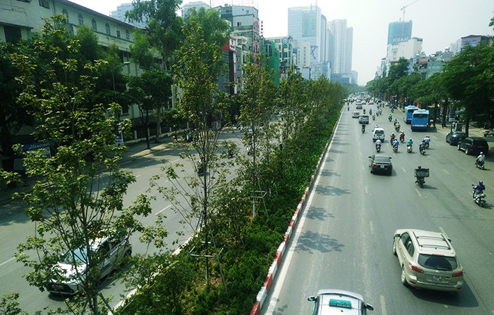 Hàng cây phong lá đỏ được trồng dọc trên tuyến đường Trần Duy Hưng – Nguyễn Chí Thanh (TP Hà Nội) từ đầu năm 2018.