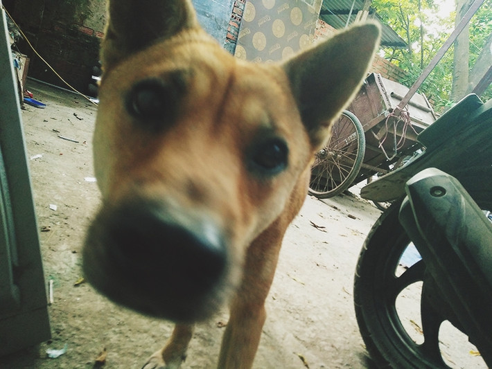 Đối với trường hợp chó cắn, cào người khác thì chủ phải bồi thường vật chất cho người bị hại theo quy định. Trường hợp người thả rông chó trong thành phố, nơi công cộng hoặc để vật nuôi gây thiệt hại cho người khác sẽ bị phạt từ 100 nghìn đồng đến 1 triệu đồng. Những trường hợp chó dữ tấn công gây tổn hại sức khỏe, tài sản cho người khác thì chủ chó sẽ phải bồi thường tùy theo mức độ thiệt hại. Ảnh chụp khu vực Phú Diễn (Nam Từ Liêm, Hà Nội).
