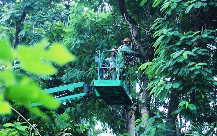 Nhằm phục vụ dự án thi công dự án đường sắt đô thị Hà Nội , tuyến Nhổn – Ga Hà Nội, Sở Xây dựng Hà Nội đã cấp phép chặt hạ, di dời 130 cây xanh, đoạn từ hồ Thủ Lệ đến nút giao Núi Trúc – Kim Mã (quận Ba Đình, TP Hà Nội). Ghi nhận của PV Kiến Thức chiều 12/9, các đơn vị chức năng đang cắt các cành cây lớn đoạn bờ hồ Thủ Lệ để chuẩn bị cho việc chặt hạ, di dời cây xanh.