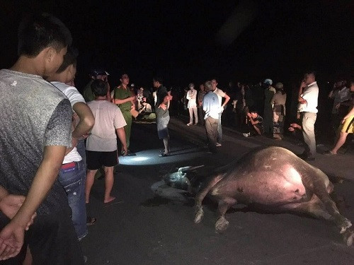 Tối ngày 21/9, anh Cao Văn Tính (23 tuổi, ngụ phường Hương Vinh) chở một phụ nữ lđi xe máy lưu thông trên đường Tản Đà theo hướng từ phường Hương Sơ về phường Hương Toàn (thị xã Hương Trà). Khi xe anh Tính đang chạy thì xuất hiện một con trâu của người dân đứng chặn ngay giữa đường. Anh Tính không kịp xử lý tình huống nên đã đâm mạnh vào con trâu khiến anh Tính và con trâu tử vong tại chỗ, người phụ nữ đi cùng bị thương. Ảnh: PLO.