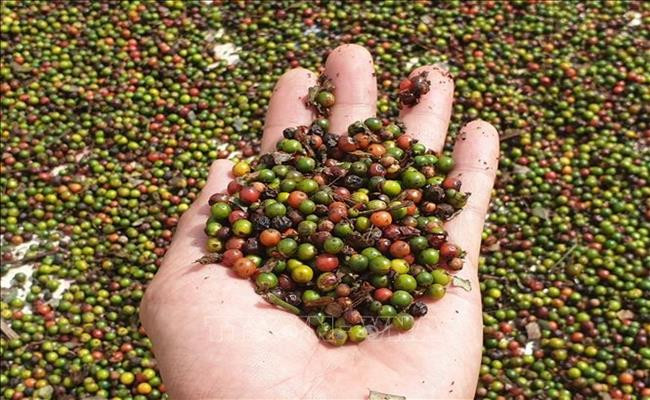 Theo số liệu của Tổng cục Hải quan, xuất khẩu hồ tiêu 2 tháng đầu năm 2021 của cả nước đạt 30.291 tấn, kim ngạch đạt 87,56 triệu USD. So với cùng kỳ năm 2020, sản lượng xuất khẩu hồ tiêu giảm 25,3%, kim ngạch giảm 6,5%.