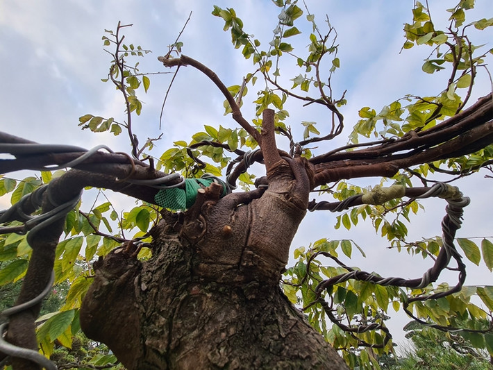 Những cành khế được uốn lượn tạo tạo dáng độc đáo.