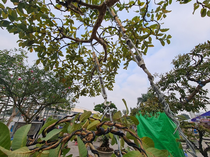 Nếu cây không có dáng tự nhiên sẽ được tạo dáng qua bàn tay chỉnh sửa của chủ vườn để tạo ra những thế độc, lạ.