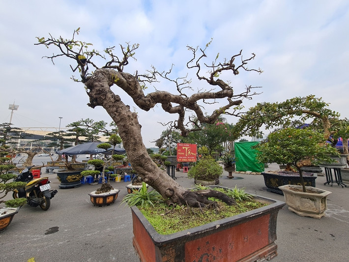 Cây khế được nhà vườn đưa đến với kiểu dáng độc lạ khiến khách tham quan hết sức ngạc nhiên.