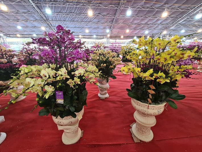 Những cành lan hồ điệp được lên chậu đều đã nở hoa rực rỡ, bày kín khuôn viên gian hàng vô cùng bắt bắt.