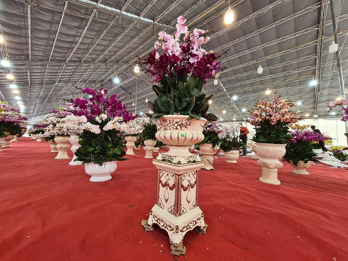 Những chậu hoa lan hồ điệp Đà Lạt được bày bán với đủ kiểu dáng, kích thước, màu sắc khác nhau.