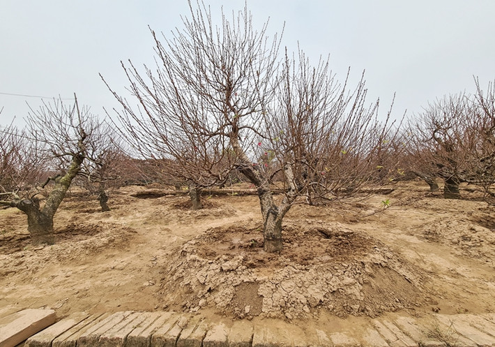 Thời điểm này, những cây đào ở làng đào Nhật Tân đều được chủ vườn chăm sóc một cách cẩn thận.