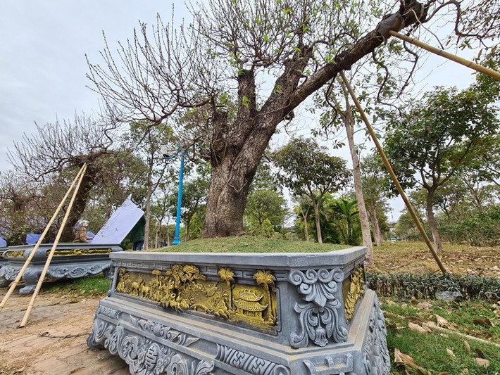 Năm nay "năm con trâu" nên nhiều chậu đào được trang trí cả hình ảnh trâu vàng và những phong cảnh quê hương gần gũi, tạo thêm nét sinh động.