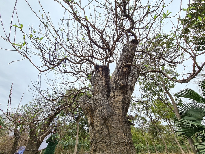 Điểm đáng chú ý, ngoài việc bày bán ở đường Võ Chí Công, nhiều chủ vườn còn chụp ảnh bán đào khủng online. "Chúng tôi bán cả online cho khách hàng có nhu cầu mà không cần phải đến vườn để chọn", một chủ vườn nói.