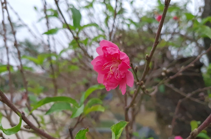 Những bông hoa đào nở sớm đem không khí Tết đến càng gần.