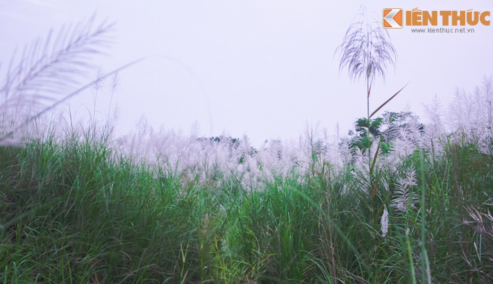 Những bông lau bãi giữa sông Hồng mang một vẻ đẹp nên thơ, lãng mạn của những ngày cuối thu, chúng ta có thể đến đây để tránh xa sự tấp nập ngột ngạt của trung tâm Hà Nội để cùng nhau thư giãn, thưởng thức những nét đẹp tinh khôi mà hết đỗi giản dị này.