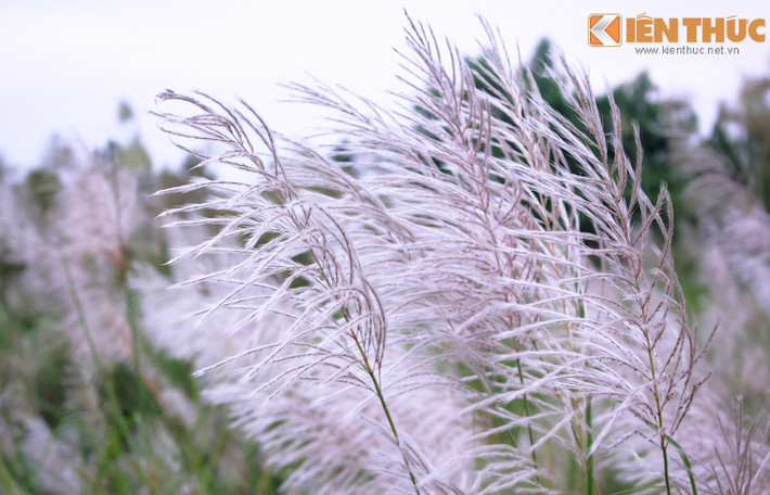 Những bông cỏ lau trắng gợi lên vẻ đẹp mong manh yếu đuối như những cô gái trẻ ngây thơ, trong sáng.