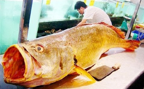 Cá sủ vàng (tên khoa học là Otolithoides biauritus), còn gọi là cá sủ vây vàng, cá sủ vàng kép, cá thủ, cá đường - là loại cá lớn nhất trong họ cá đù, thuộc bộ cá vược (họ Sciaenidae), phân bố ở Ấn Độ, Indonesia, Sri Lanka, Trung Quốc, Việt Nam.