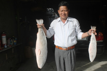 Cá sủ vàng hiện rất quý hiếm, được thương lái săn lùng ráo riết. Trong ảnh là hai con cá sủ vàng do người dân Nha Trang bắt, được thương lái Quảng Ninh trả giá tới 1,5 tỉ đồng. Ảnh: IT.