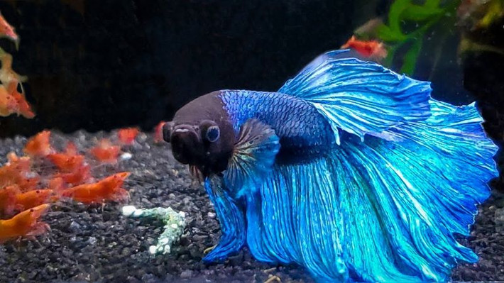 Ở Việt Nam, một con cá Betta đẹp có giá từ vài triệu đến 50 triệu đồng.