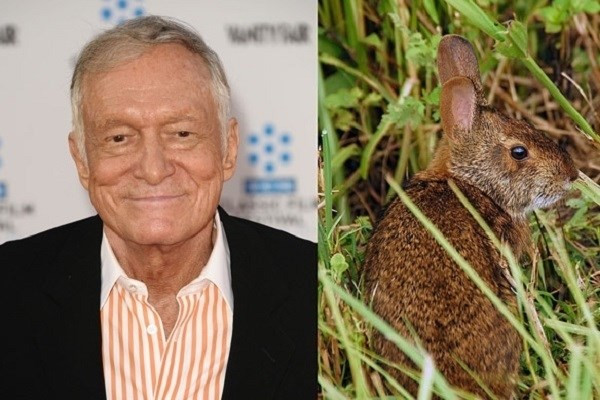 Hugh Hefner rất thích thỏ. Ông đã được đặt tên cho phân loài thỏ đầm lầy đang bị đe dọa tuyệt chủng Sylvilagus palustris hefneri sau khi giúp gây quỹ để nghiên cứu chúng. Chiếc chăn yêu thích của Hugh lúc nhỏ cũng có hoa văn thỏ. Ảnh: Gizmopod.
